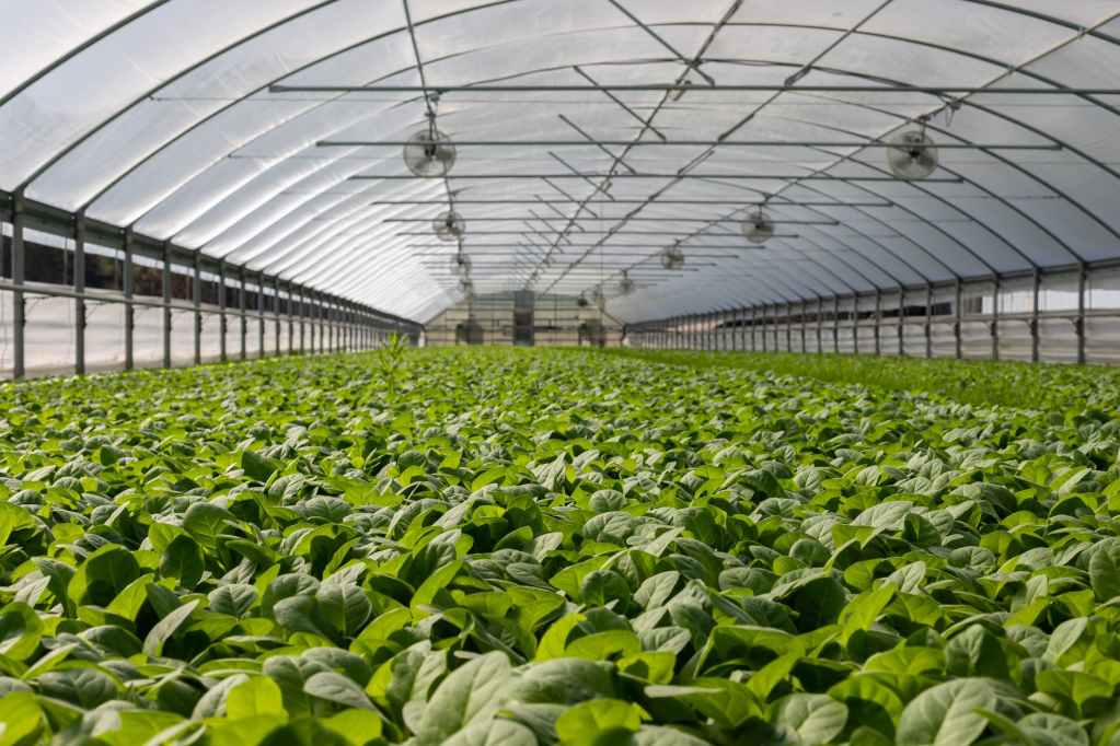 field of plants in greenhouse